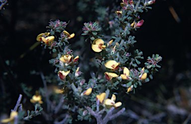 APII jpeg image of Pultenaea hartmannii  © contact APII