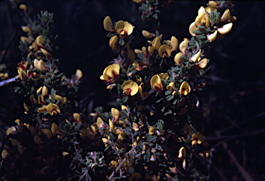 APII jpeg image of Pultenaea hartmannii  © contact APII