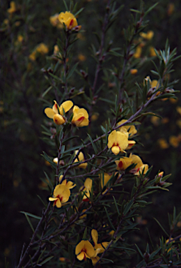 APII jpeg image of Pultenaea juniperina  © contact APII