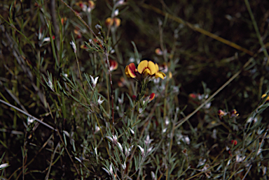 APII jpeg image of Pultenaea luehmannii  © contact APII