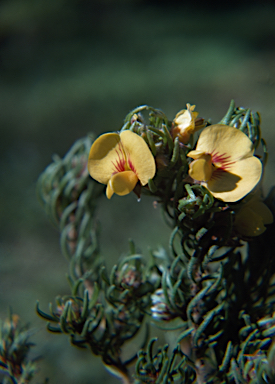 APII jpeg image of Pultenaea mollis  © contact APII