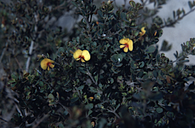 APII jpeg image of Pultenaea daphnoides  © contact APII