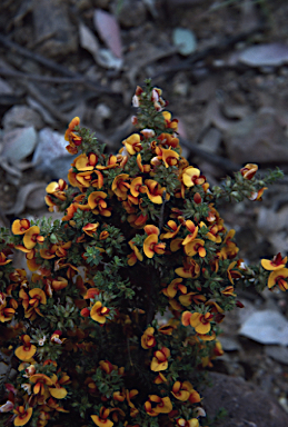 APII jpeg image of Pultenaea procumbens  © contact APII