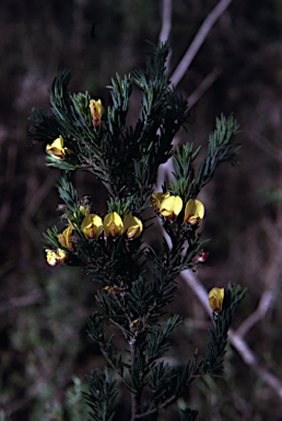 APII jpeg image of Pultenaea viscidula  © contact APII