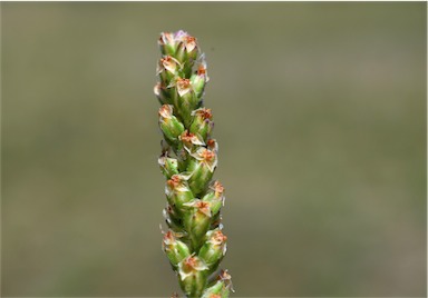 APII jpeg image of Plantago debilis  © contact APII