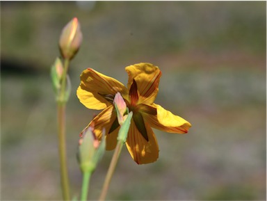 APII jpeg image of Hypericum gramineum  © contact APII