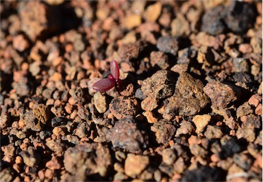 APII jpeg image of Portulaca bicolor  © contact APII