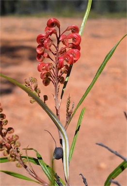 APII jpeg image of Grevillea longistyla  © contact APII