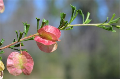 APII jpeg image of Dodonaea peduncularis  © contact APII