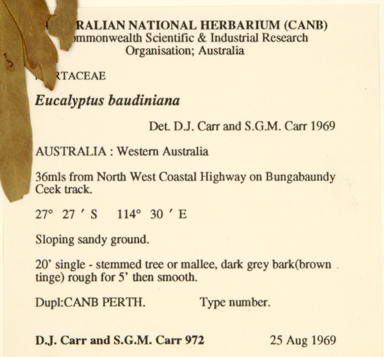 APII jpeg image of Eucalyptus baudiniana  © contact APII