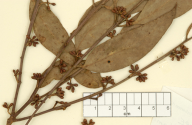 APII jpeg image of Eucalyptus dorrigoensis  © contact APII