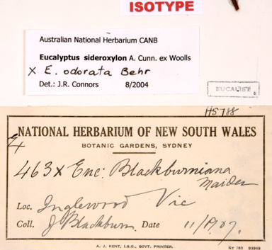 APII jpeg image of Eucalyptus blackburniana  © contact APII