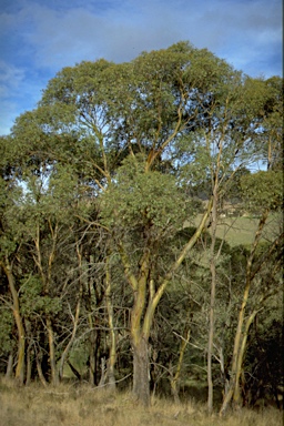 APII jpeg image of Eucalyptus stellulata  © contact APII