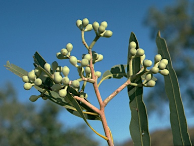 APII jpeg image of Corymbia terminalis  © contact APII