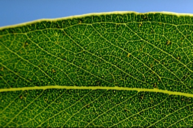 APII jpeg image of Eucalyptus viminalis subsp. pryoriana  © contact APII