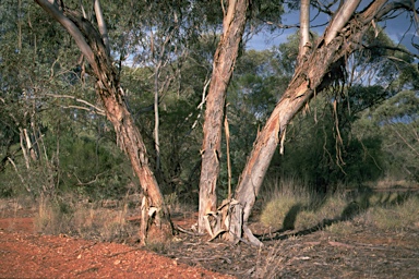 APII jpeg image of Eucalyptus socialis subsp. socialis  © contact APII