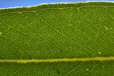 APII jpeg image of Eucalyptus fibrosa subsp. fibrosa  © contact APII