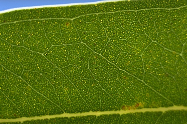 APII jpeg image of Eucalyptus bancroftii  © contact APII