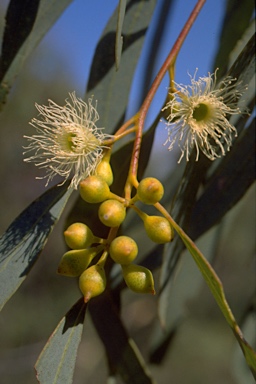 APII jpeg image of Eucalyptus melliodora  © contact APII