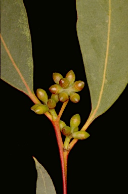 APII jpeg image of Eucalyptus aromaphloia subsp. aromaphloia  © contact APII