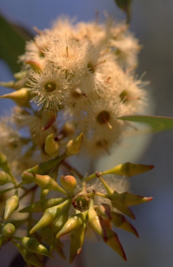 APII jpeg image of Eucalyptus fibrosa subsp. nubilis  © contact APII