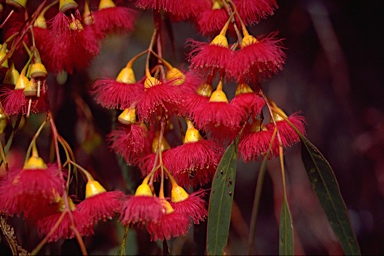 APII jpeg image of Eucalyptus leucoxylon subsp. megalocarpa  © contact APII