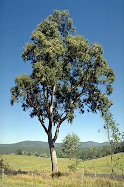 APII jpeg image of Eucalyptus seeana  © contact APII