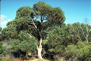 APII jpeg image of Eucalyptus cosmophylla  © contact APII