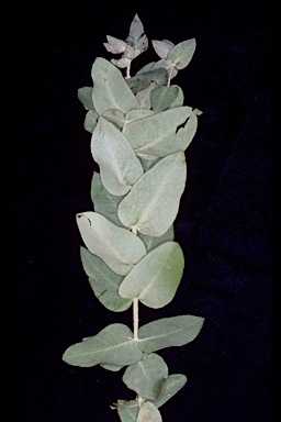 APII jpeg image of Eucalyptus kartzoffiana  © contact APII