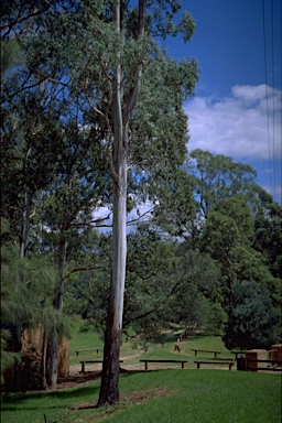 APII jpeg image of Eucalyptus benthamii  © contact APII