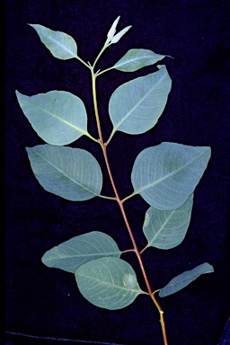 APII jpeg image of Eucalyptus cyanophylla  © contact APII