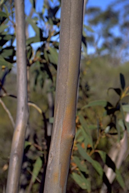 APII jpeg image of Eucalyptus langleyi  © contact APII