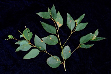 APII jpeg image of Eucalyptus hypostomatica  © contact APII