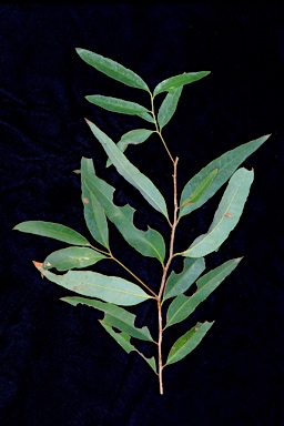 APII jpeg image of Eucalyptus paniculata  © contact APII