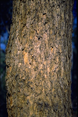 APII jpeg image of Corymbia eximia  © contact APII