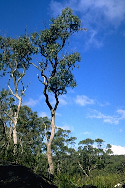 APII jpeg image of Eucalyptus scias subsp. apoda  © contact APII