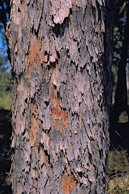 APII jpeg image of Angophora melanoxylon  © contact APII