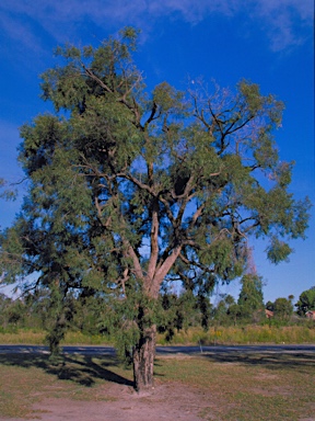 APII jpeg image of Angophora bakeri subsp. bakeri  © contact APII