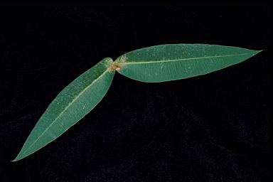 APII jpeg image of Angophora floribunda  © contact APII