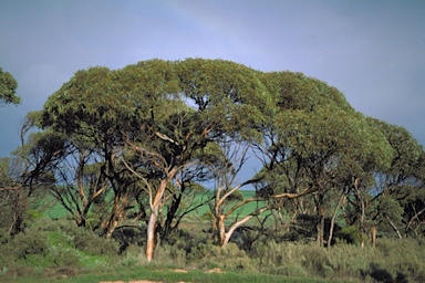 APII jpeg image of Eucalyptus calcareana  © contact APII