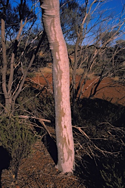 APII jpeg image of Corymbia ferriticola  © contact APII