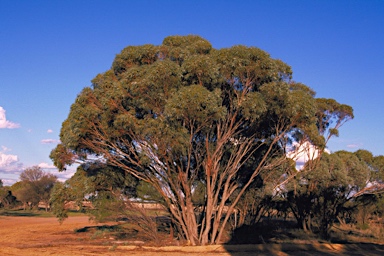 APII jpeg image of Eucalyptus kochii subsp. plenissima  © contact APII