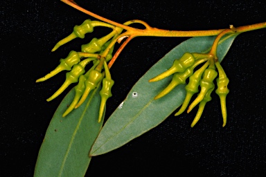 APII jpeg image of Eucalyptus peninsularis  © contact APII