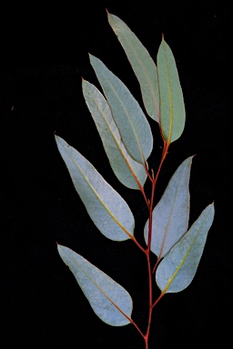 APII jpeg image of Eucalyptus platycorys  © contact APII