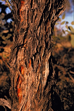 APII jpeg image of Eucalyptus youngiana  © contact APII