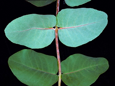 APII jpeg image of Eucalyptus malacoxylon  © contact APII