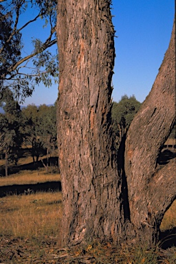 APII jpeg image of Eucalyptus goniocalyx subsp. goniocalyx  © contact APII