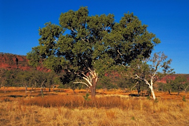 APII jpeg image of Corymbia confertiflora  © contact APII