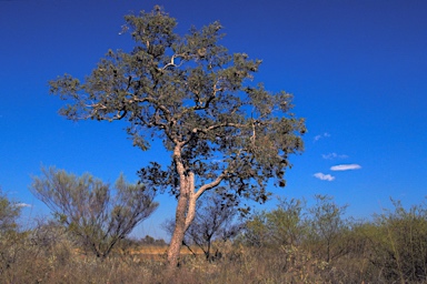 APII jpeg image of Corymbia deserticola subsp. mesogeotica  © contact APII