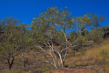 APII jpeg image of Corymbia gregoriensis  © contact APII